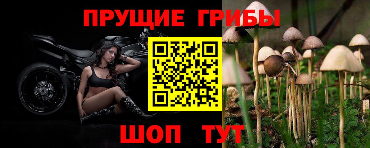 Галлюциногенные грибы Psilocybine cubensis Белорецк